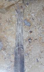 Hibolithes sp. (MONTFORT 1808) - Bild &copy; FossNet FossilienStore